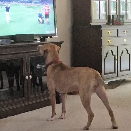 Why Do Some Dogs Watch TV?