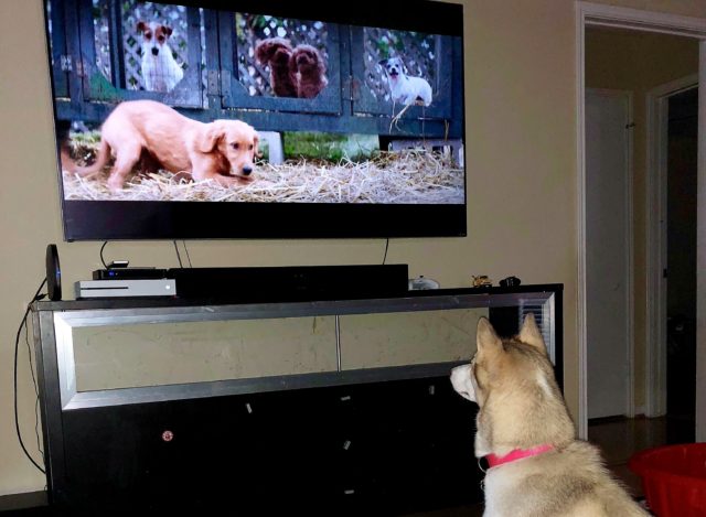 the dogs tv