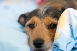 6 Tips For Making Your Dog's Kennel Comfy