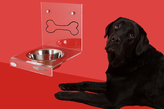 Is your Dog's Bowl making Her Sick? Yes! Could Be! - Banixx
