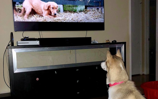 Why Do Some Dogs Watch TV?