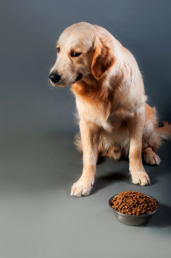 Image showcasing The Trouble with Kibble: 4 Things You Don't Know About Dry Dog Food ...