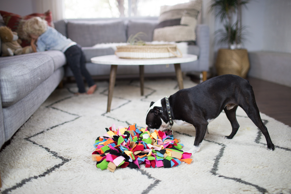 7 Ways to Entertain Your Dog While You Work