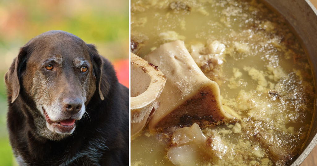 Is Bone Broth The Ultimate Superfood For Older Dogs?