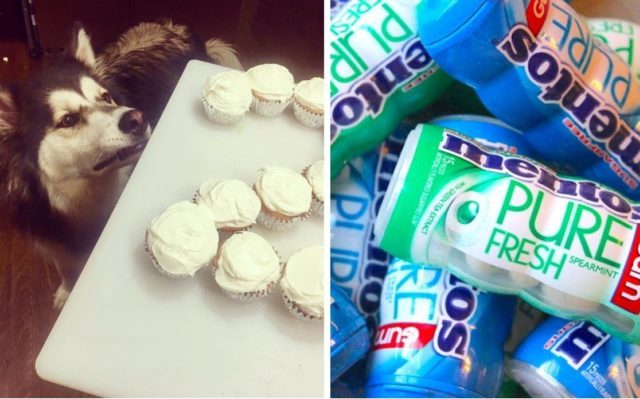 Grieving Family Warns The Public After Dog Dies From Eating Chewing Gum