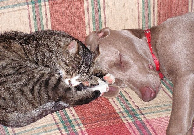 are dogs friendly with cats