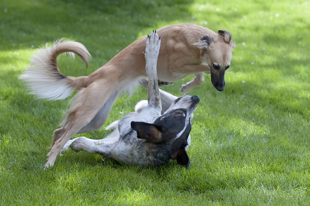 dog park rules