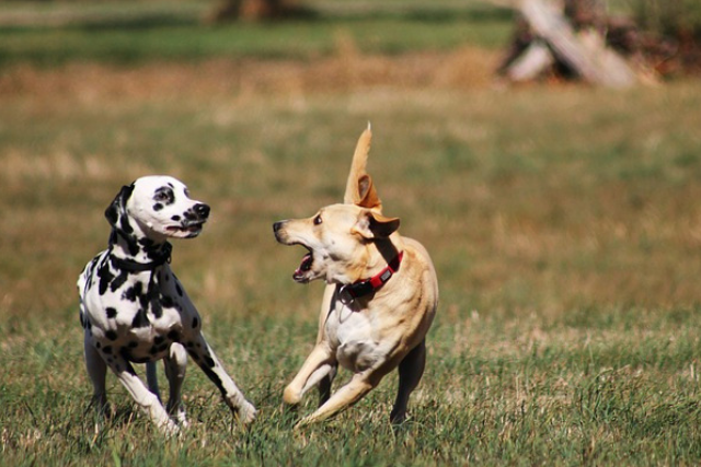 How can you teach your dog to communicate politely with other dogs?