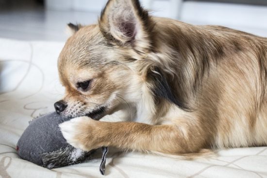 Why Do Dogs Destroy Their Toys? - iHeartDogs.com - Solutions For Dogs That Destroy Dog Crate Toys
