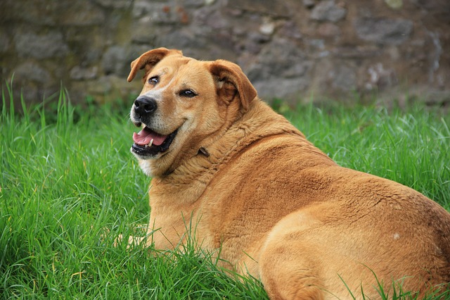 help your dog lose weight