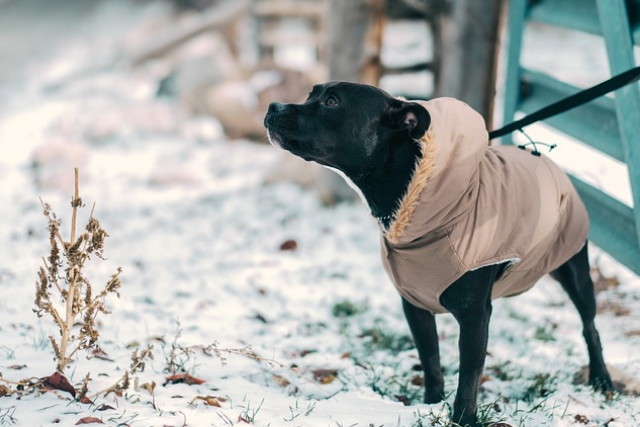 The Truth About Dog Coats And Boots, Should You Put A Coat On Your Dog In The Winter