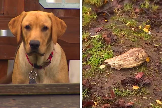 Dog Digs Up Woolly Mammoth Tooth Right In His Backyard