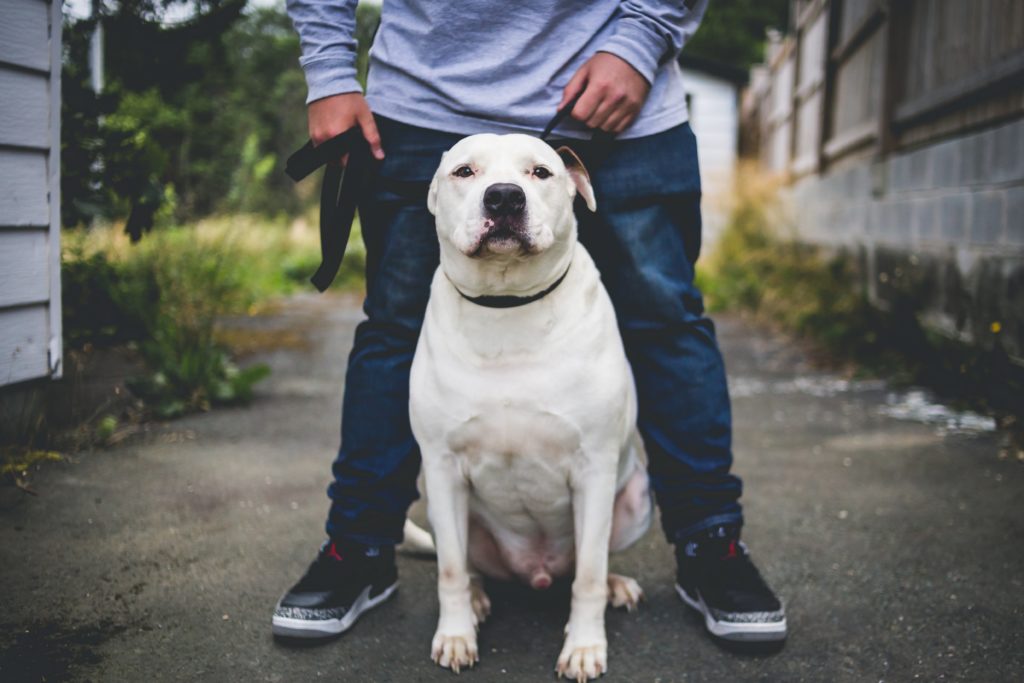 6 sure signs that your dog really trusts you