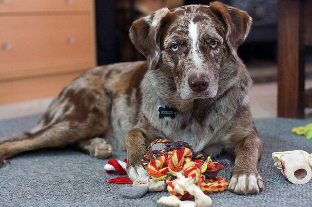 How Dogs With Jobs Are Making The World A Better Place