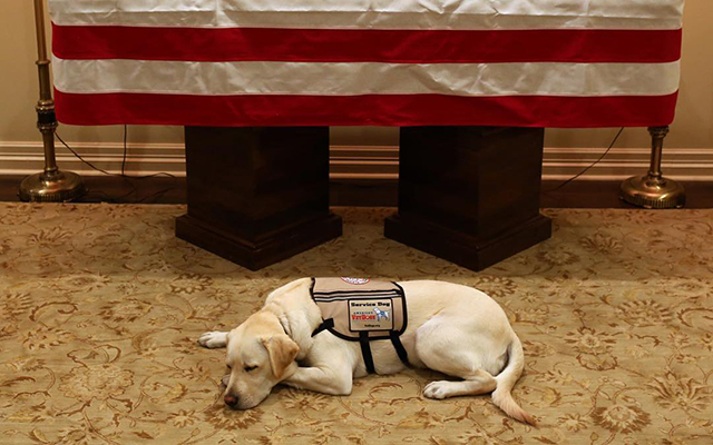 Former President’s Service Dog Moves On To New Assignment Now That His Mission Is Complete