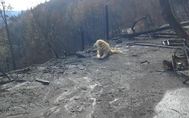 Dedicated Dog Found Guarding Family’s Home After It Was Destroyed By The Camp Fire