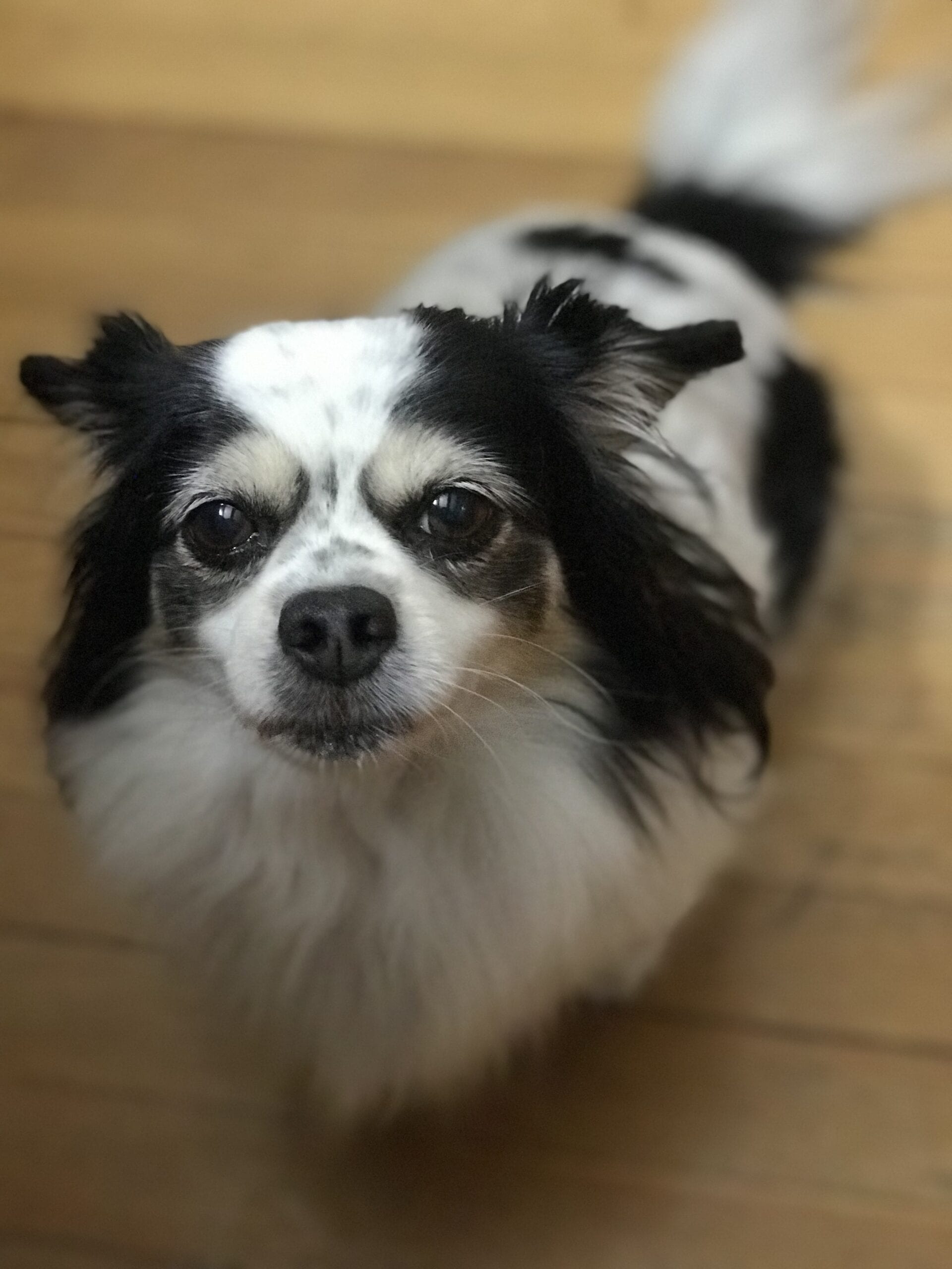 10 Most Popular Designer Dog Breeds