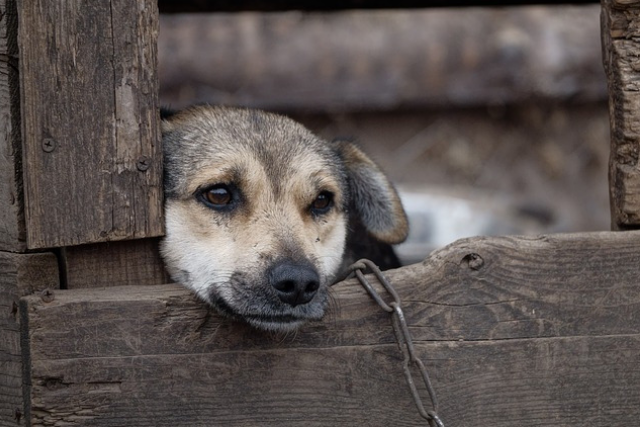 5 Important Steps To Take When You Witness Animal Cruelty