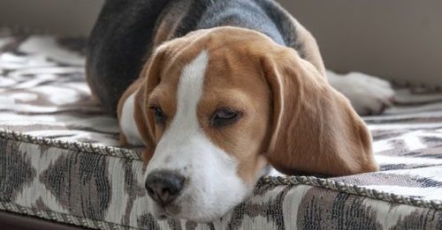 10 Laid-Back And Loyal Dog Breeds For Introverts