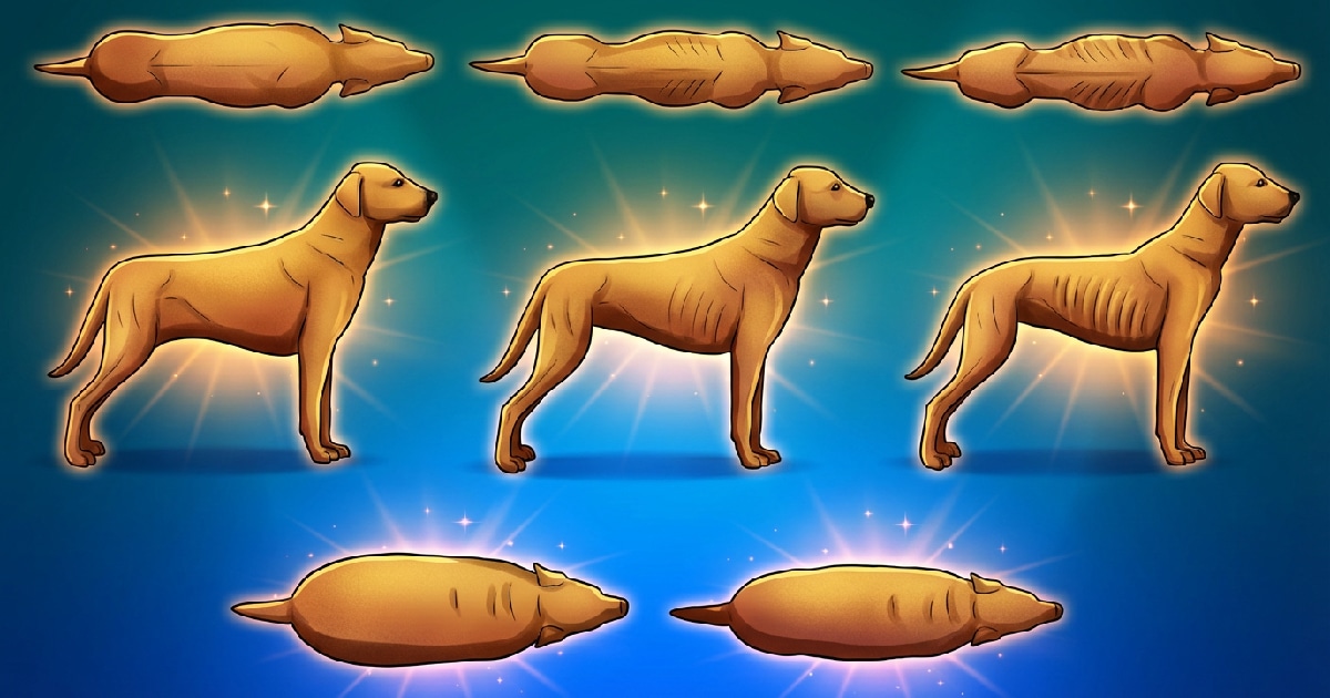 Could Your Dog’s Diet Be Shortening His Lifespan? Here’s How To Tell.