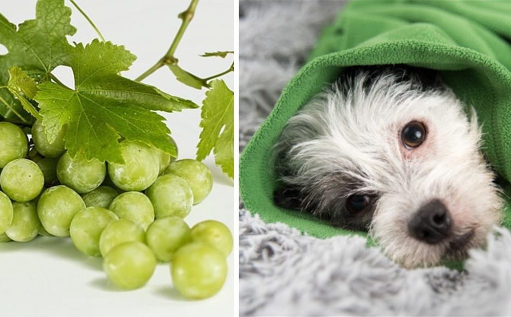 Why You Should Never Let Your Dogs Eat Grapes Whisker Therapy   Grape Cover E1544584759510 1024x636 