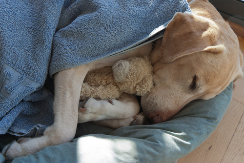 comforting a hospice dog 