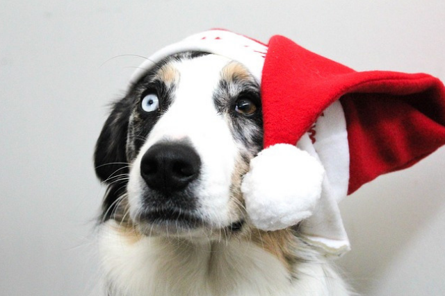 Getting A Puppy For Christmas Problem Or Opportunity For Animal Shelters