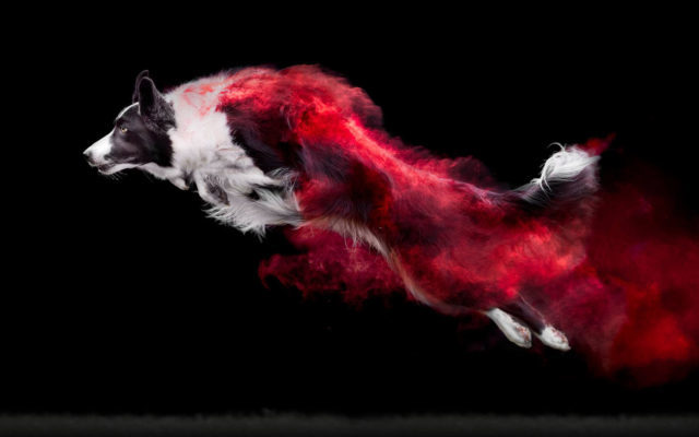 Colorful Photo Series Showcases Canine Athletes In Motion