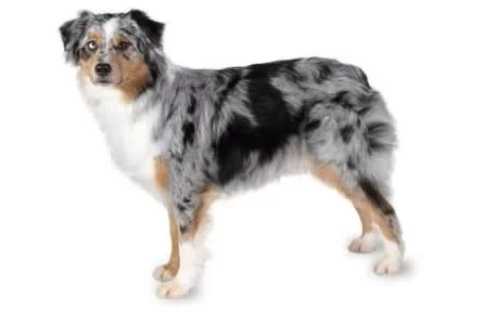 Australian Shepherd Health Concerns What Issues Are There