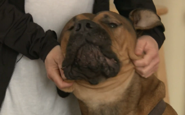 Woman Wakes Up To Find Intruder Snuggling With 120 Pound “Guard Dog”