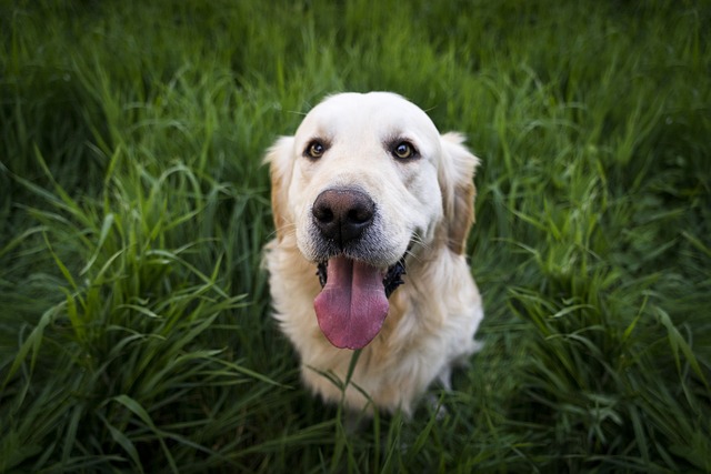 dog health myth - eat grass