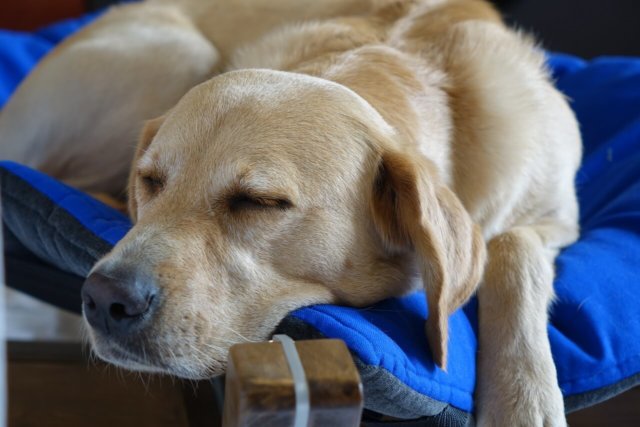 bedding causes dog allergies