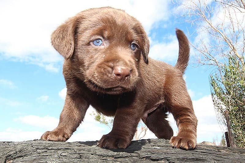 cute puppy