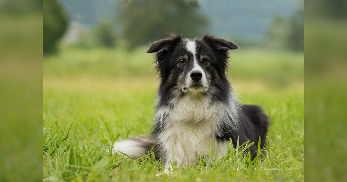 The 13 Longest Living Dog Breeds To Share Your Love With