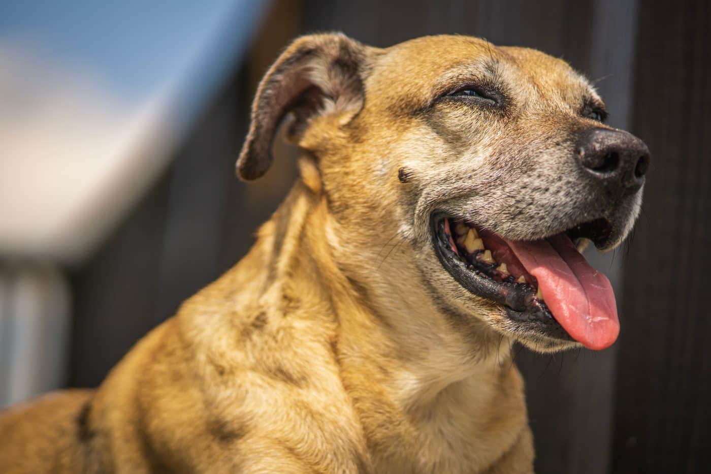 Is Your Dog is Taking an NSAID? (Rimadyl, carprofen, Metacam) This Supplement Can Protect Their Liver