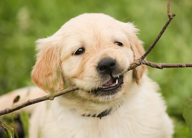 Cute puppy chewing stick