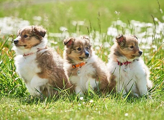 cutest puppies