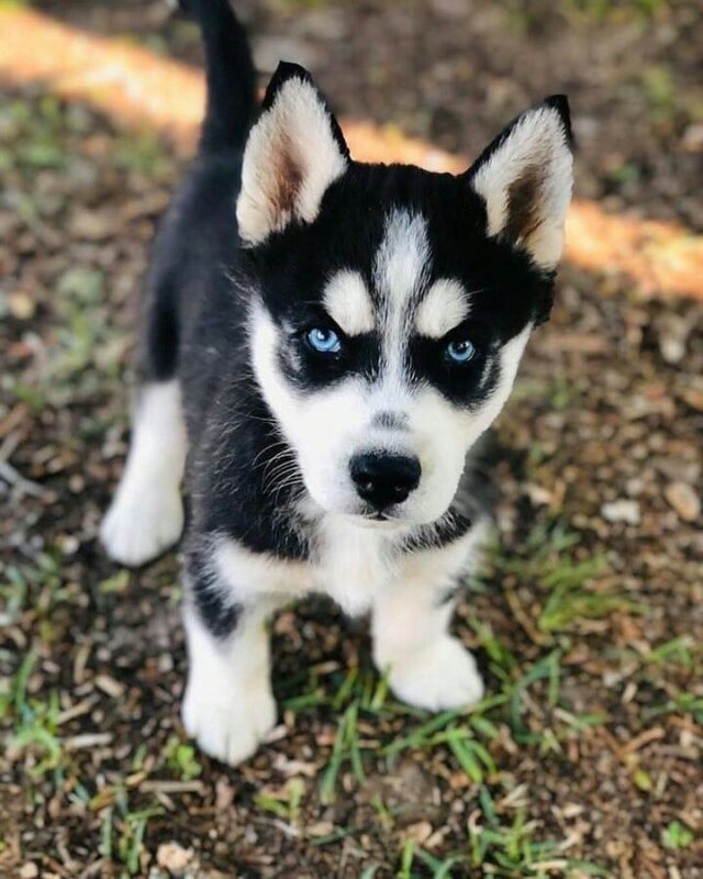 Beautiful Husky puppy