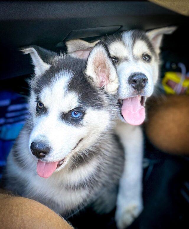 cute puppies