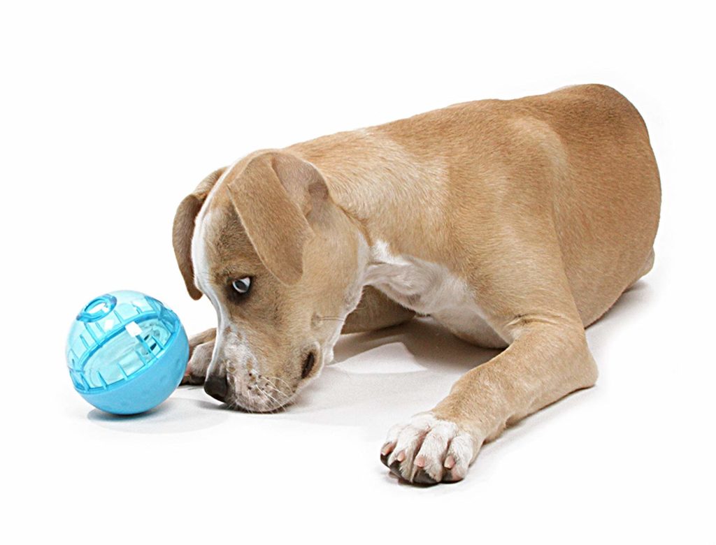 7 Simple Ways to Make Your Dog Smarter