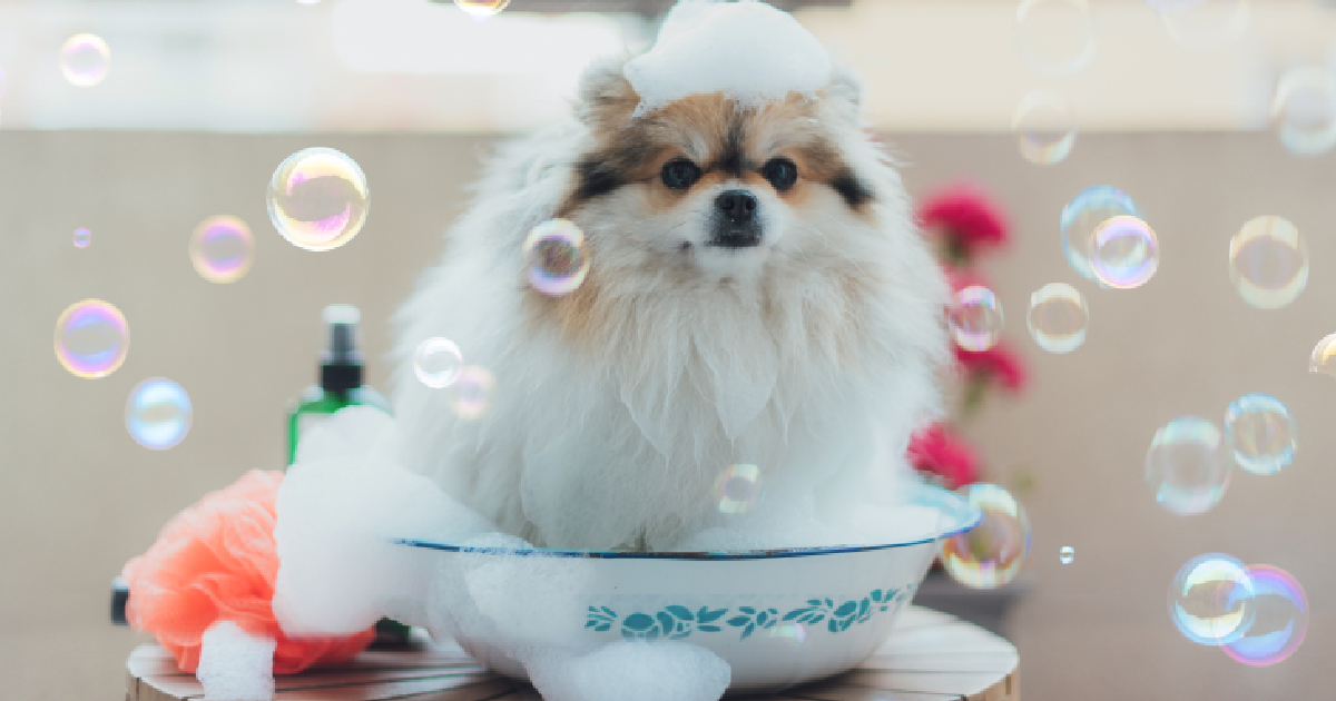 11 Elements That Shouldn’t Be in Your Canine’s Shampoo