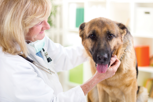 kidney infections in dogs
