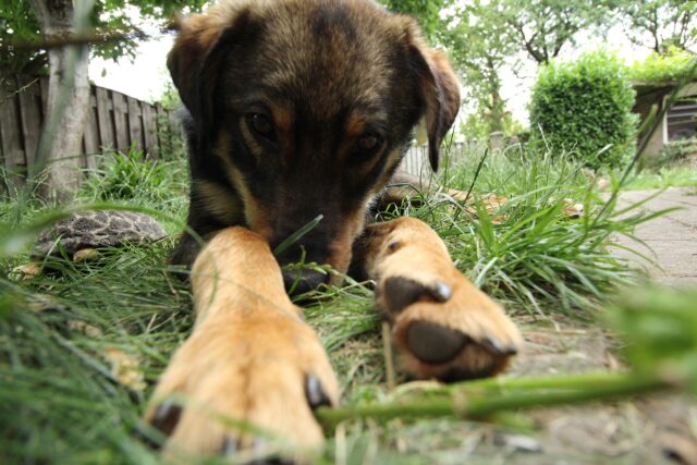 Dog paws close up