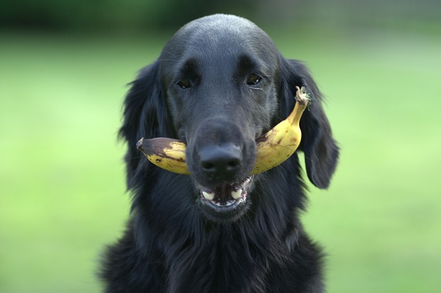are bananas good for the treeing cur
