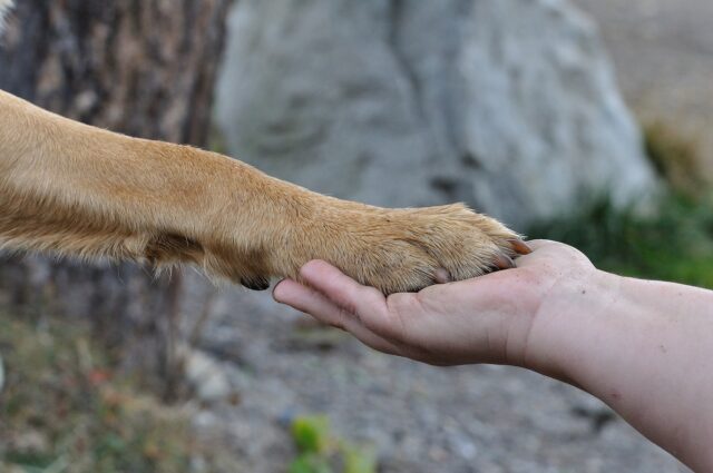 Hand holding paw