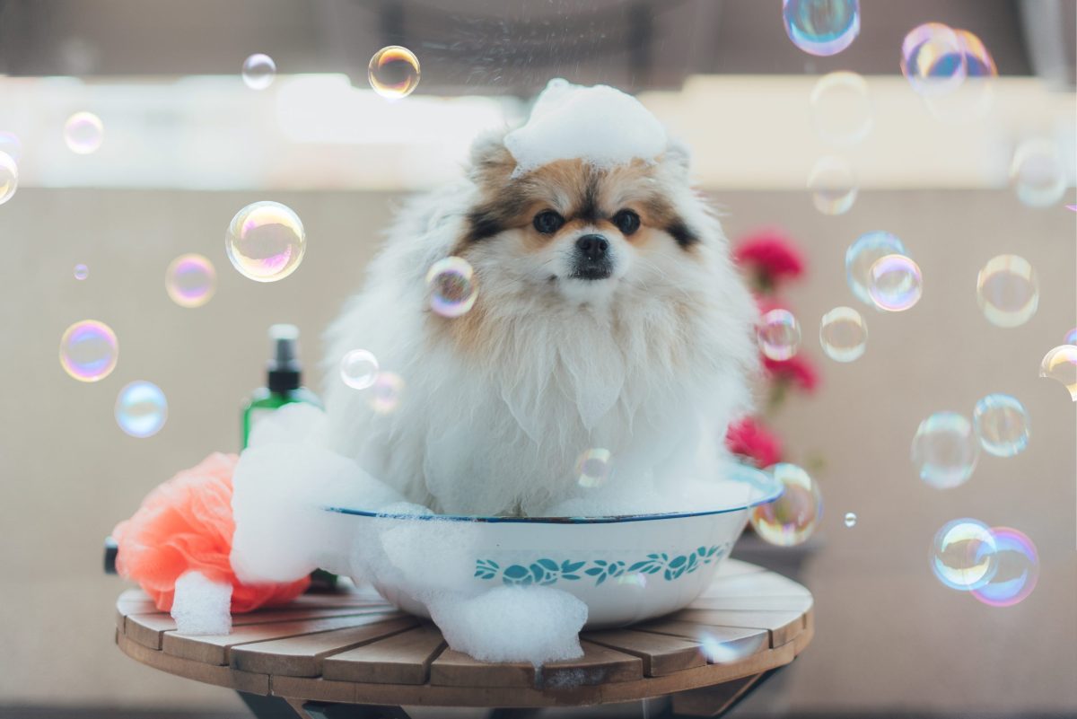 Pomeranian with exaggerated unhappy expression during bath
