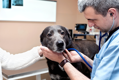vet sniffing your dog