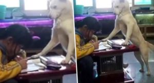 Dog supervises girl doing homework
