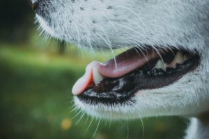 dog mouth