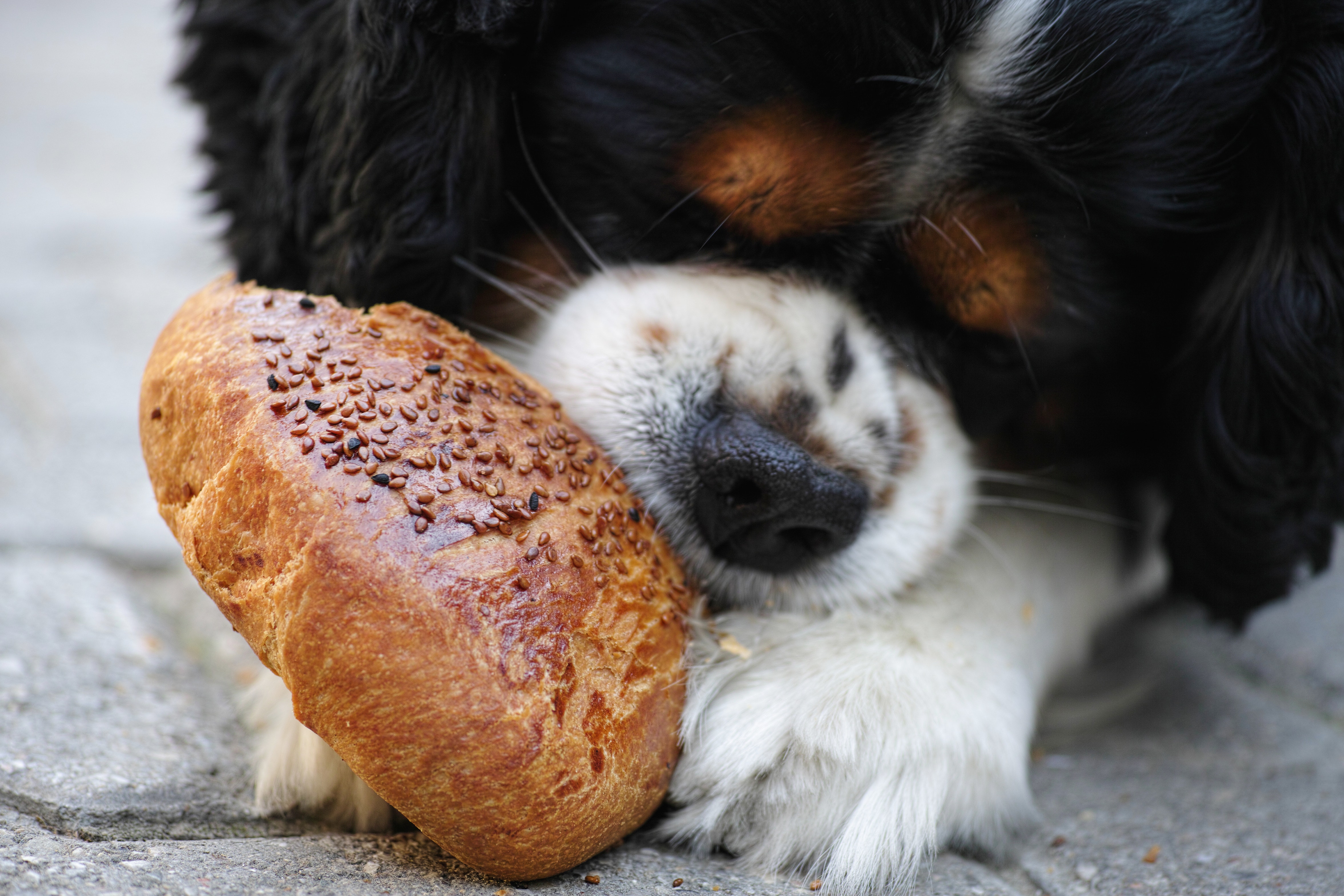 puppy eating bread